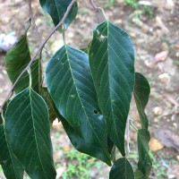 Shorea dyeri Thwaites ex Trimen